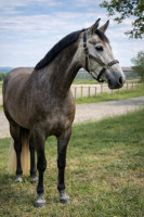 Vente de cheval : Mon Excellence